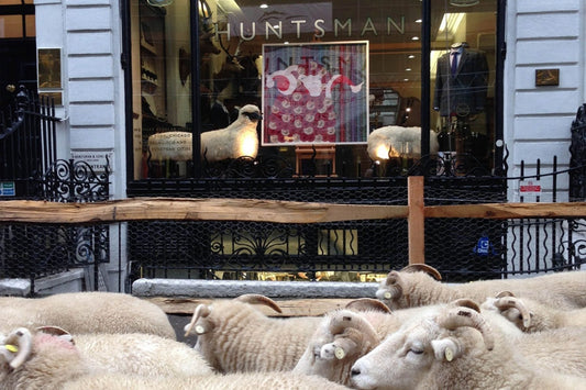 Sheep on the Row